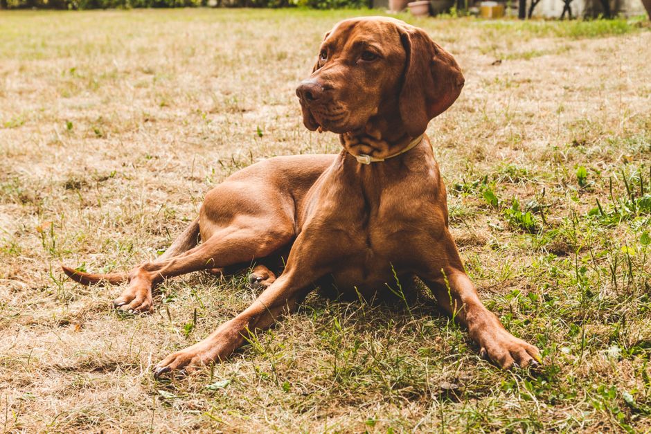 A brown dog with a collar lying on the grass in a field, enjoying a sunny day outdoors.