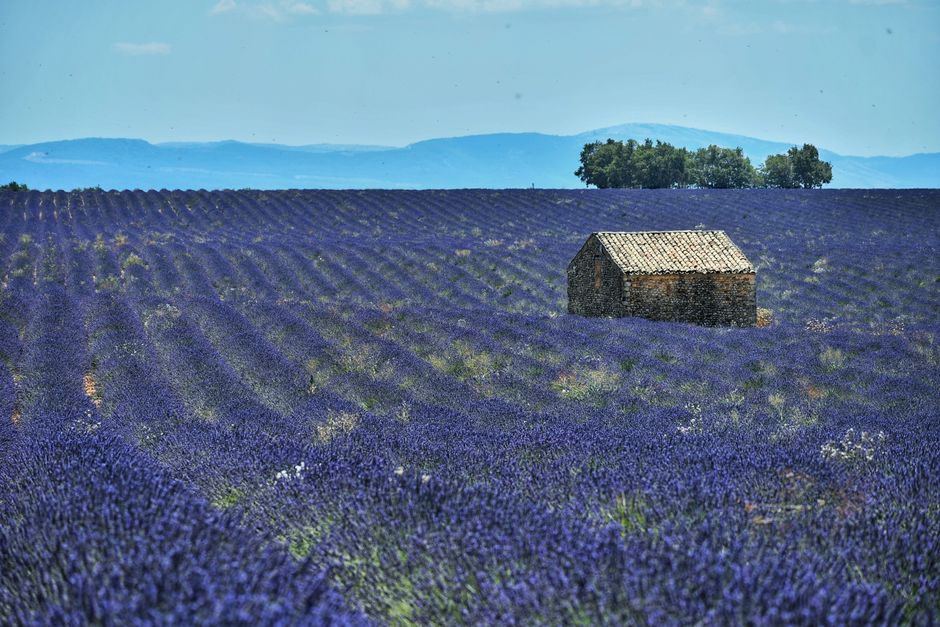 Beautiful lavender fields with a rustic stone hut in Valensole, Provence, under a clear summer sky.