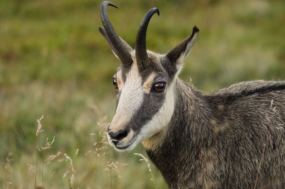 Close-up of a chamois (Rupicapra rupicapra) in a field at Le Hohneck, Vosges Mountains.