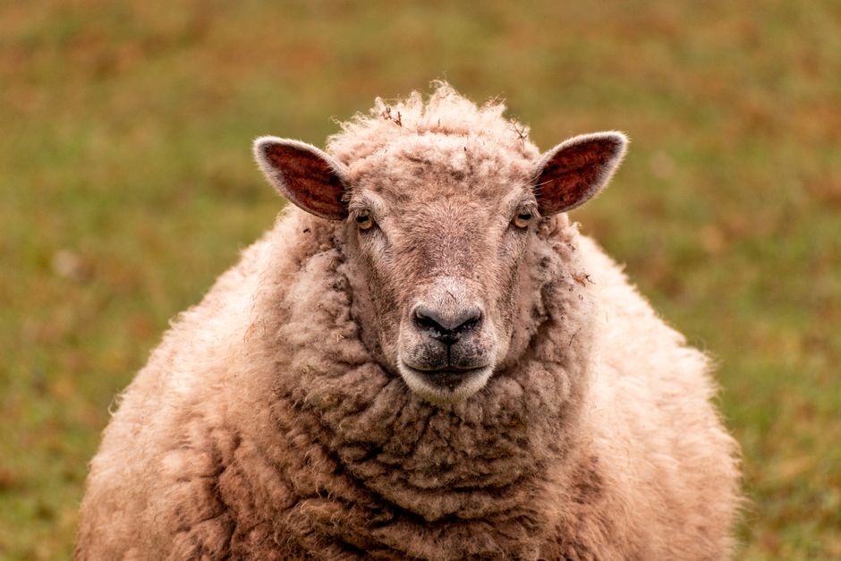 A detailed portrait of a Merino sheep in rural Saint-Mars-de-Coutais, France.