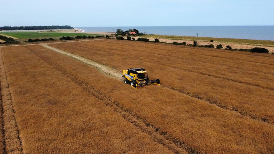 Combine harvester working through golden fields in Southwold, UK countryside.