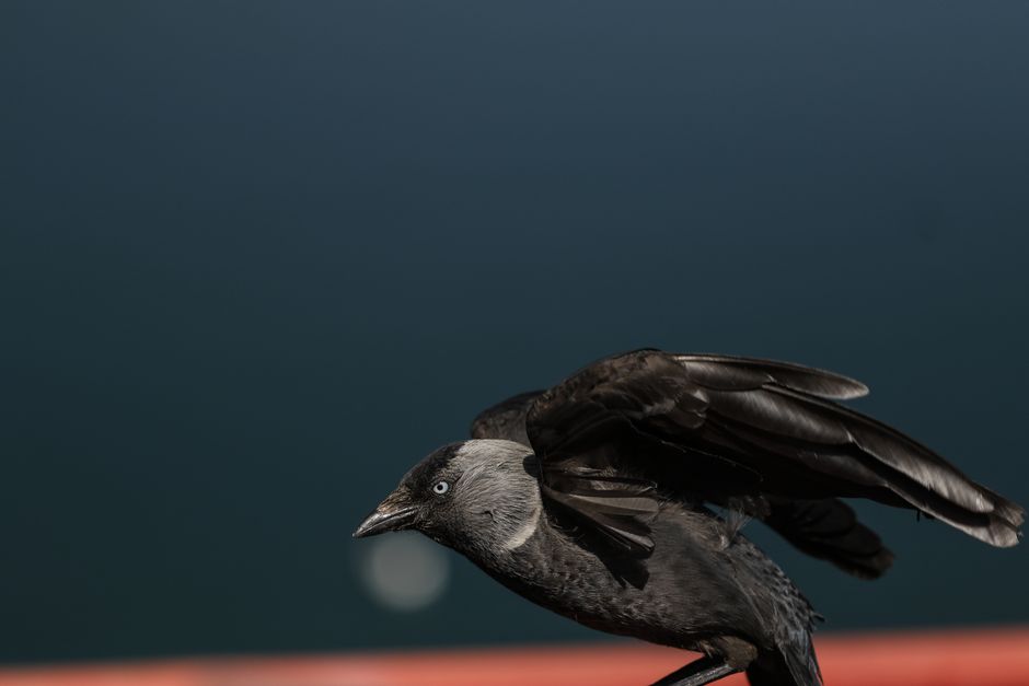 Captivating close-up of a jackdaw flying with wings spread, set against a serene backdrop, showcasing nature's elegance.