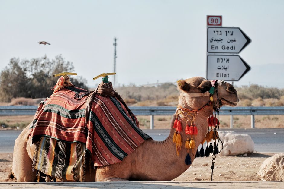 Camel adorned with colorful textiles and tassels in a desert near road signs for En Gedi and Eilat.