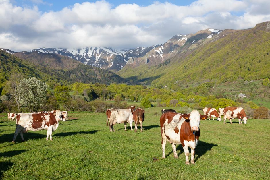 Beautiful pastoral scene of cows grazing in Mont-Dore with scenic mountains in the background.