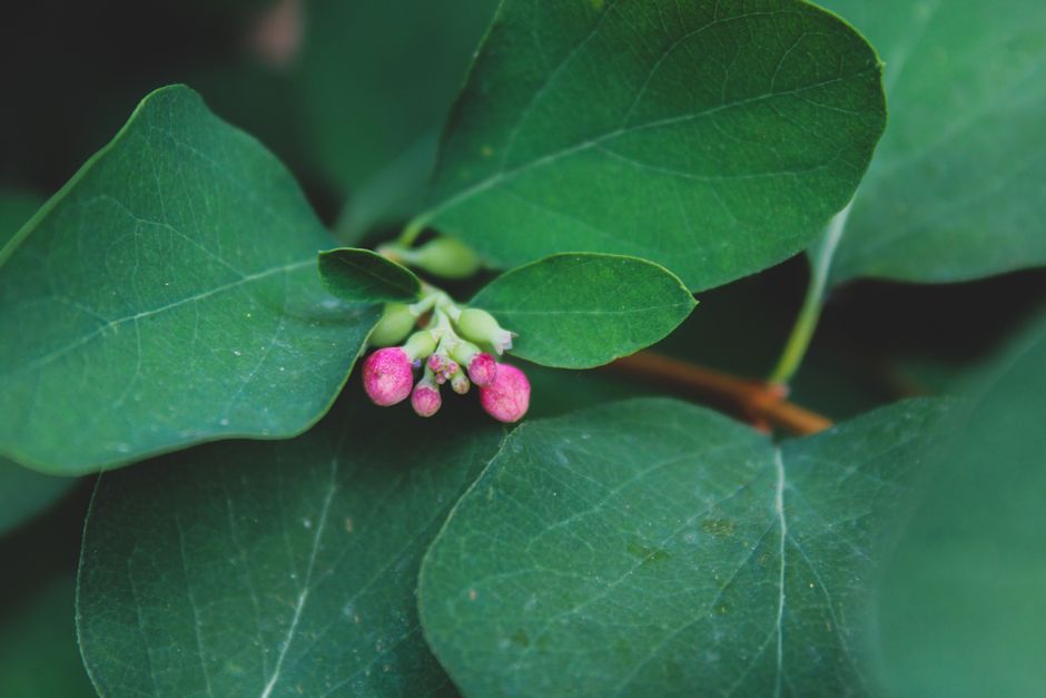 Detailed close-up of pink flower buds surrounded by lush green leaves, showcasing natural growth.