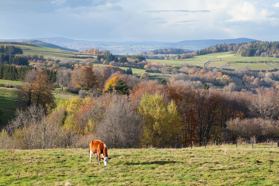 Grazing cow in lush autumn landscape of Le Mont-Dore, France.