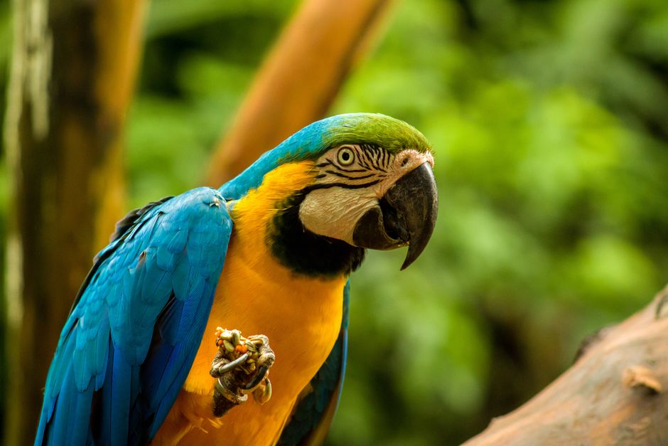 Close-up of a vibrant blue and yellow macaw perched outdoors in Brazil's lush nature.
