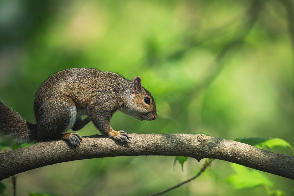 A squirrel is carefully perched on a tree branch in a lush forest, captured in stunning detail and natural light.