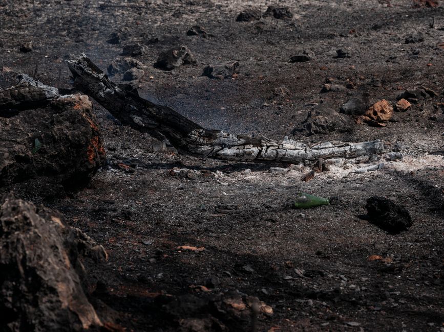 A dramatic scene of a burnt forest floor, depicting the aftermath of a devastating wildfire.