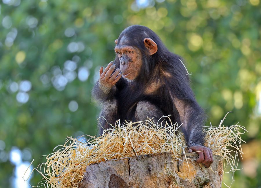 A young chimpanzee sitting thoughtfully on a tree stump surrounded by nature.