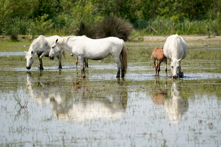 Group of white horses and a foal grazing in serene marshland setting, reflecting in water.