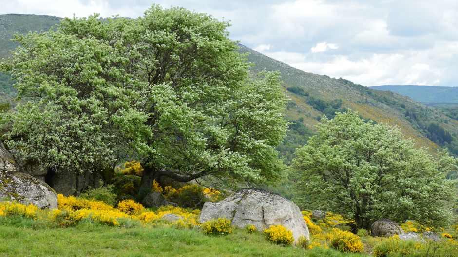 A beautiful spring day in Pont de Montvert, France, showcasing lush greenery and vibrant yellow flowers.