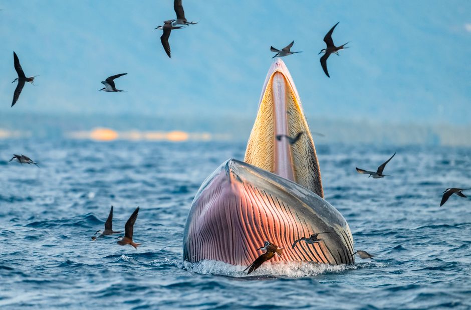A Bryde's whale feeding at the ocean surface surrounded by seabirds.