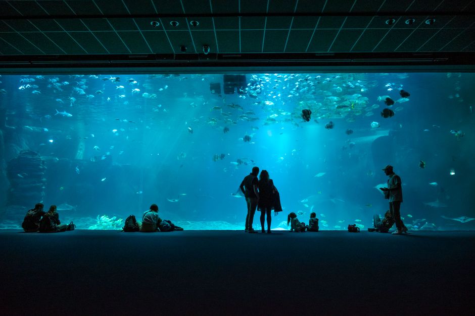 Visitors silhouette against large aquarium tank filled with diverse marine life.