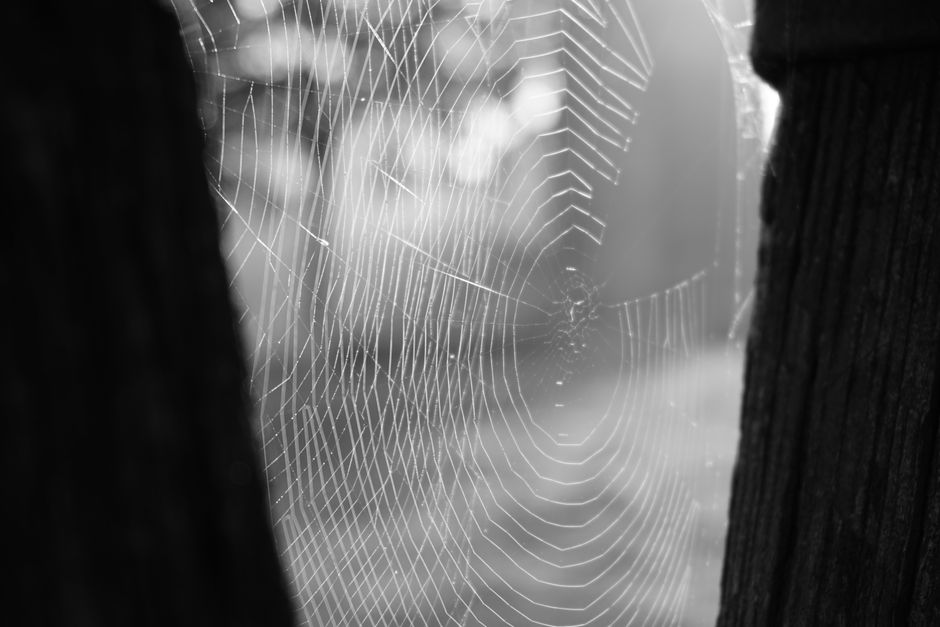 Detailed black and white photograph of a spider web with morning dew, creating a delicate geometric pattern.