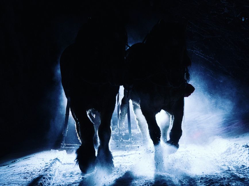 Silhouetted horses trotting through a snowy path at night, creating a mystical ambiance.