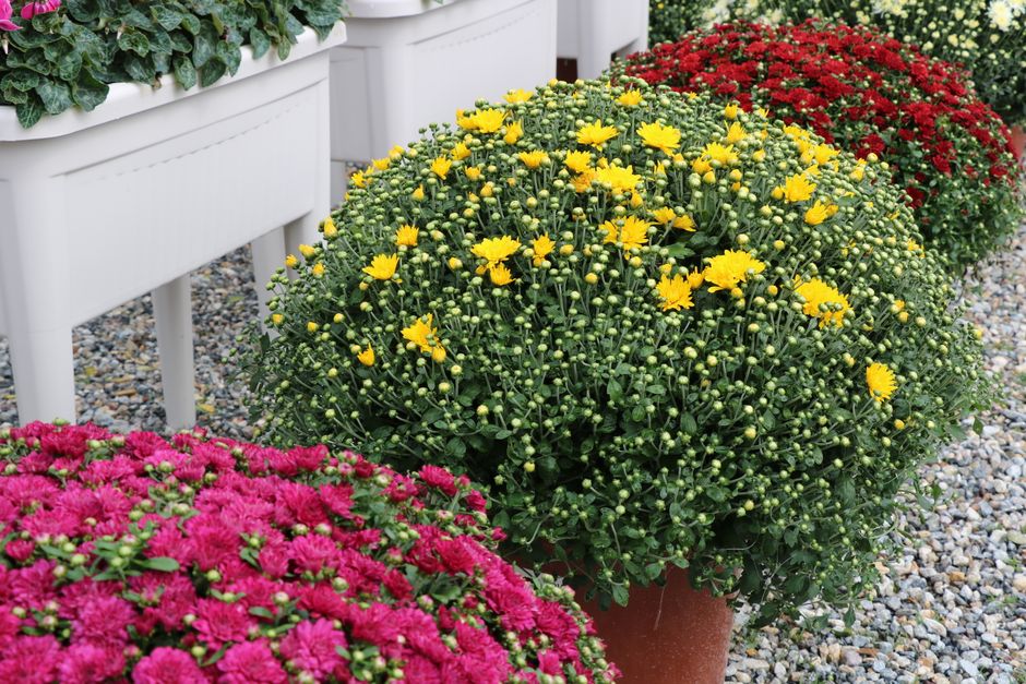 Vibrant chrysanthemums in yellow, pink, and red pots on a pebble garden path.