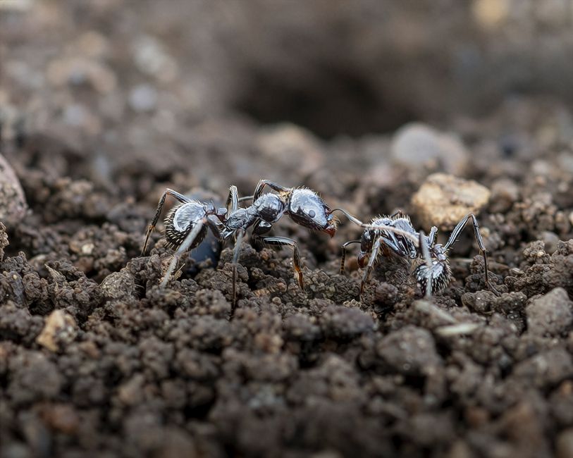 Detailed macro shot of ants interacting on a soil surface showcasing insect behavior.
