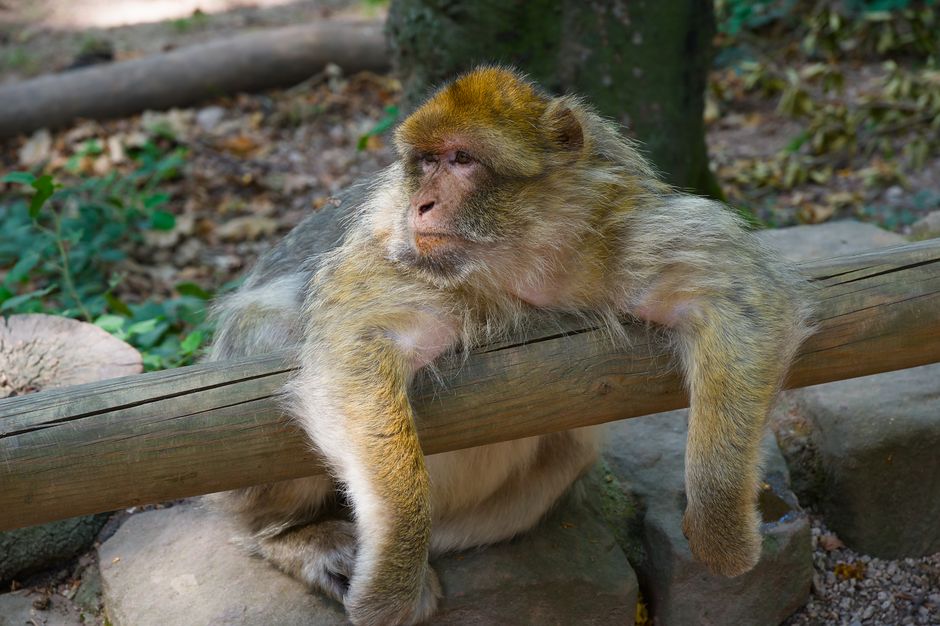 Barbary Macaque lounging on a wooden fence outdoors in a forest setting.