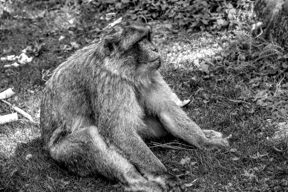 A Barbary macaque sits on grass in a thoughtful pose, captured in black and white.