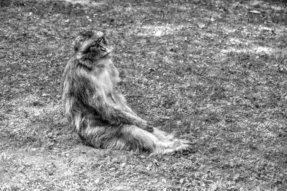 A thoughtful Barbary macaque sits on grass, captured in monochrome, showcasing natural behavior.