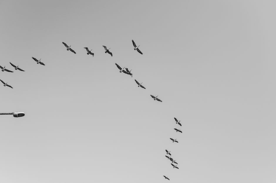 Black and white image of birds in formation flying over Víctor Larco Herrera, Peru.