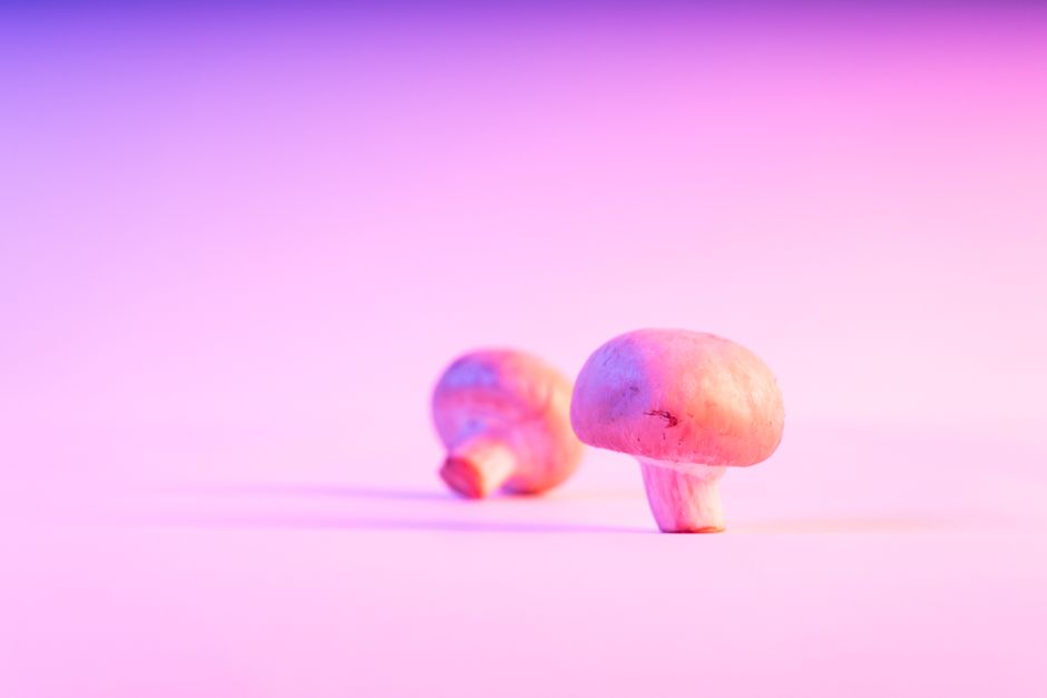 Close-up of mushrooms with pink hue on a gradient backdrop, highlighting fungi beauty.
