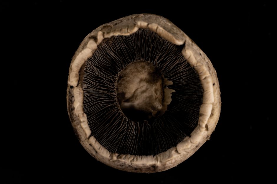 Detailed close-up of a mushroom cap against a black background, showcasing intricate gill structure.
