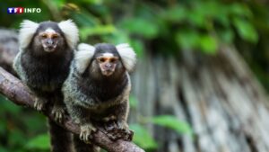 Quatorze singes dérobés dans un parc animalier près de Pau, une enquête ouverte